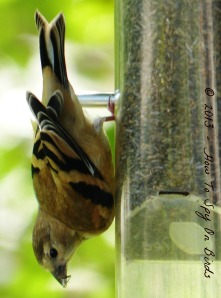 fledgling American goldfinch