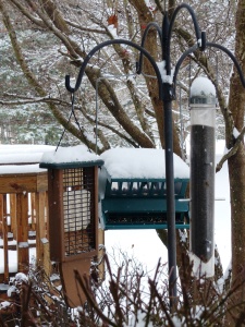 The suet feeder, nyger seed Goldfinch feeder and the hopper filled with millet, sunflower and safflower mix draw a crowd on a snowy day with trees and ground covered and other food sources scarce.