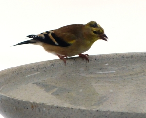 This American Goldfinch individual is easy to identify since he has a distinctive pattern of feathers on his head.