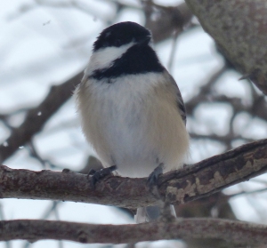 Black-capped Chickadees are quick-moving little acrobats occasionally pausing before swooping down to grab a seed from the feeder and flit back to a tree branch.