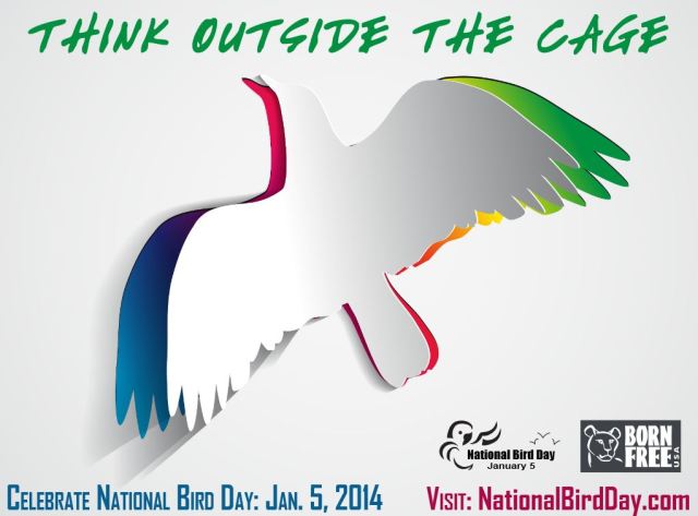 National Bird Day 2014