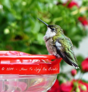 Ruby-throat hummingbird sunning on the raised perch of this feeder.
